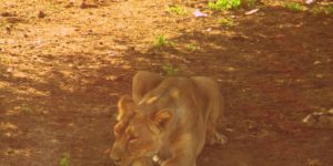 gir forest with kids