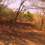 Gir forest (10)