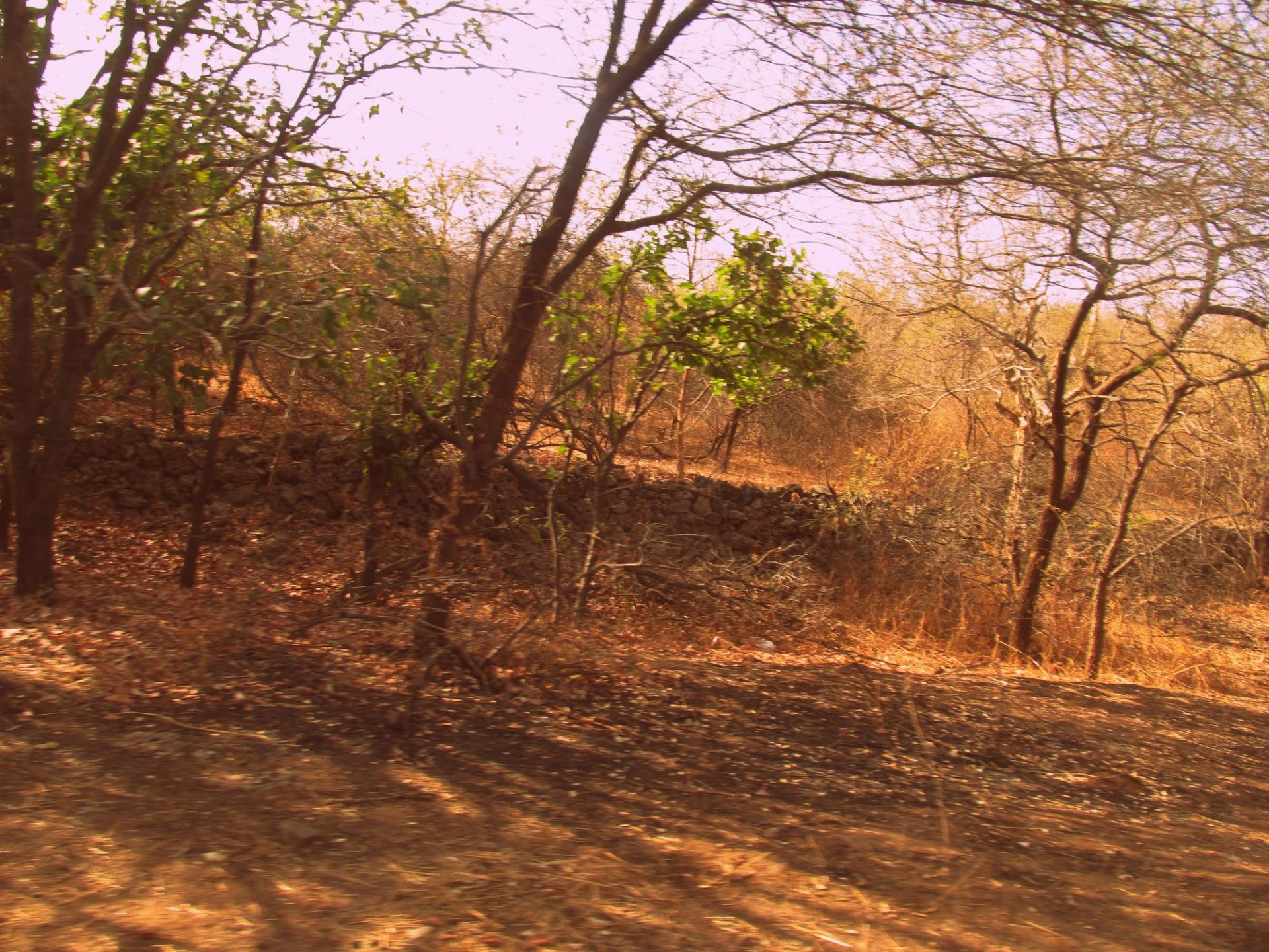 Visiting Gir forest with kids to watch the Asiatic lions