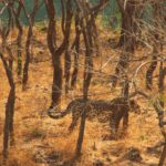 Gir forest (6)